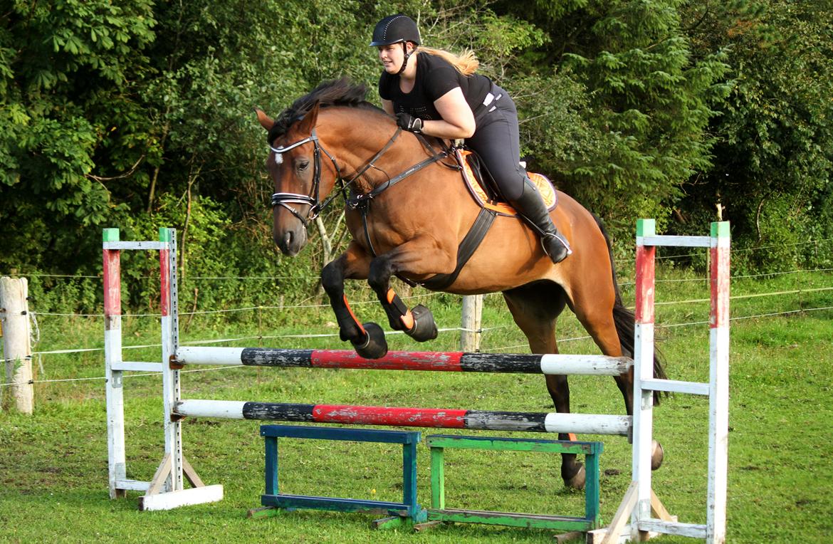 Anden særlig race Dalvangs Casper - Min fantastiske dreng er ved at være tilbage <3 billede 15