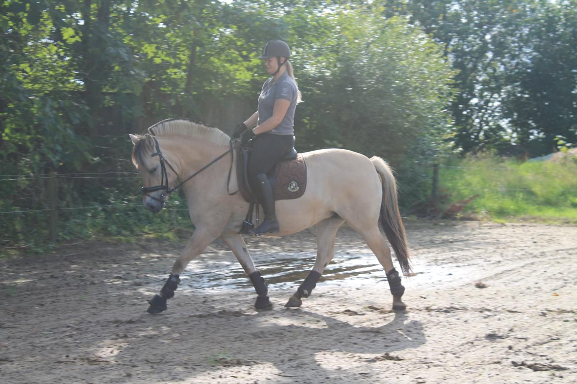 Fjordhest Åmosegaard's darling billede 7