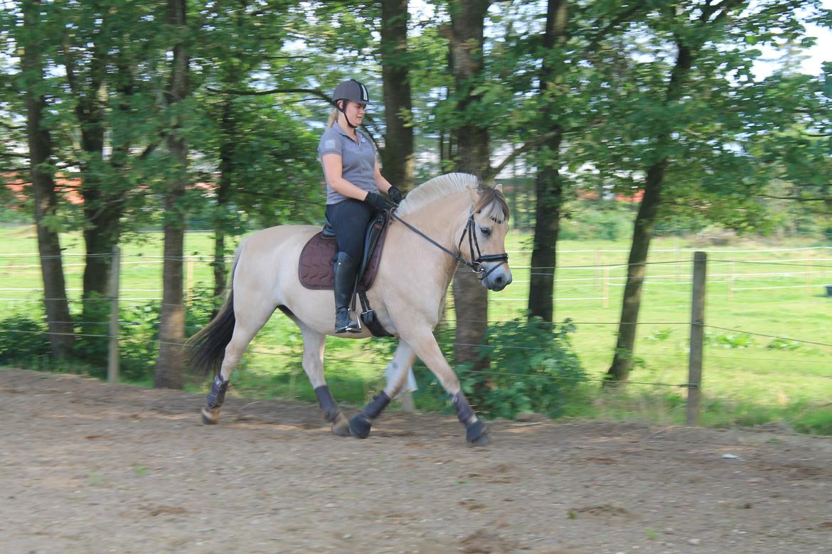 Fjordhest Åmosegaard's darling billede 8