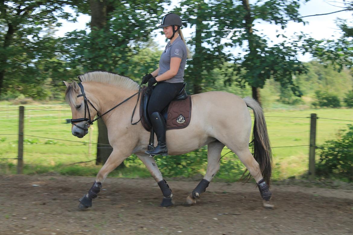 Fjordhest Åmosegaard's darling billede 9