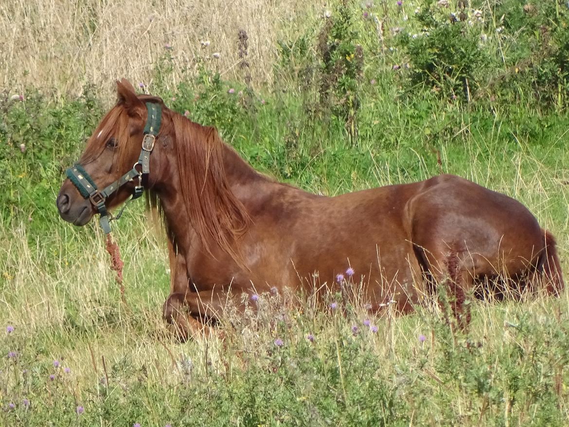 Anden særlig race Fiona - Sommer 2017 billede 1