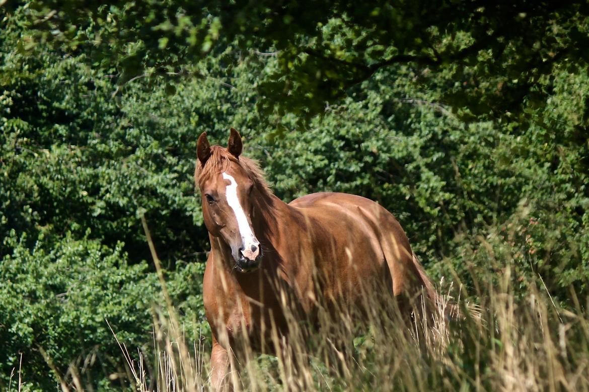Dansk Varmblod Borregaards Camilo billede 14