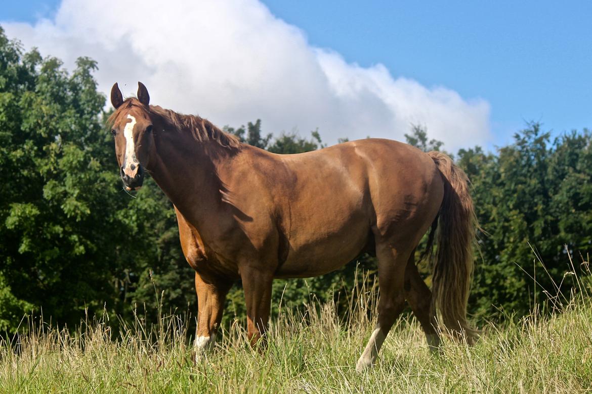 Dansk Varmblod Borregaards Camilo billede 19