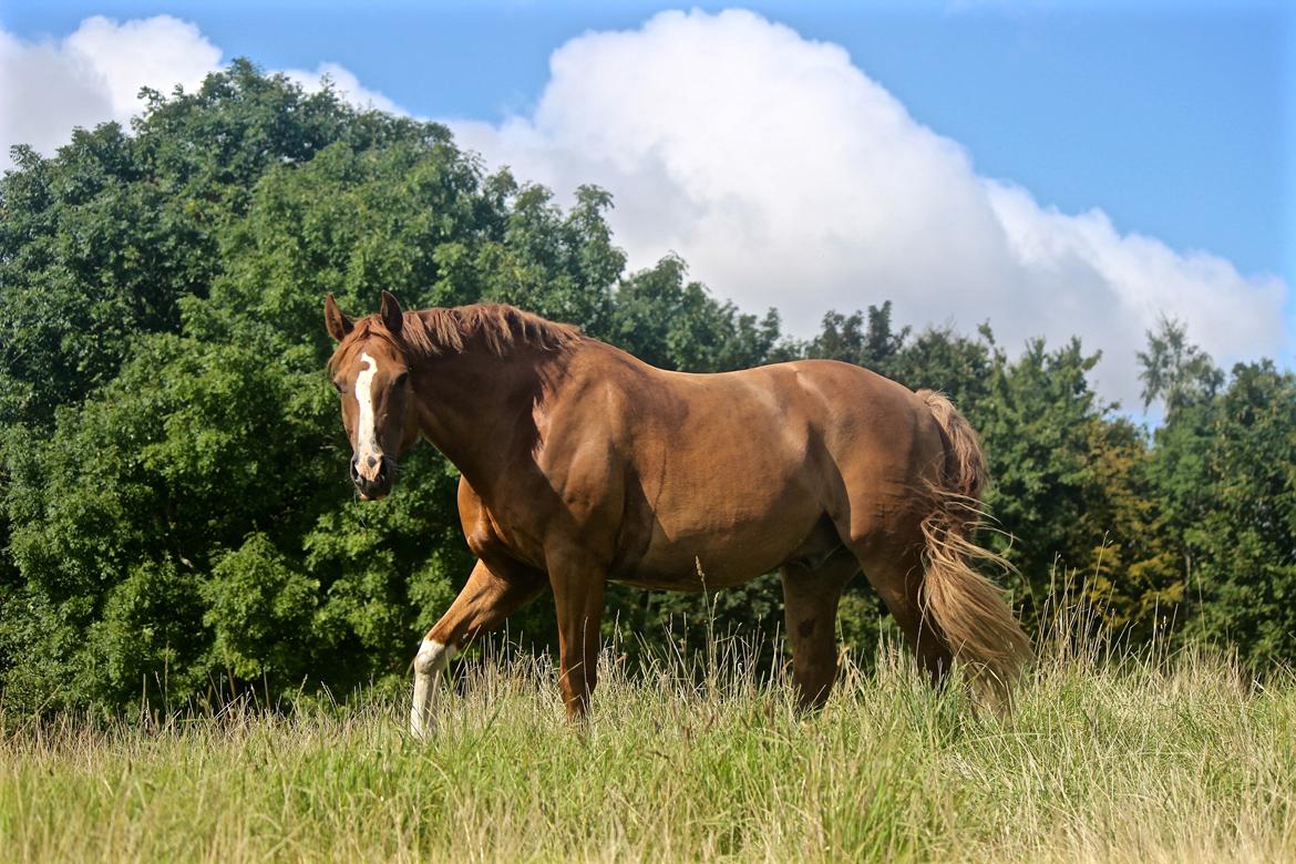 Dansk Varmblod Borregaards Camilo billede 21