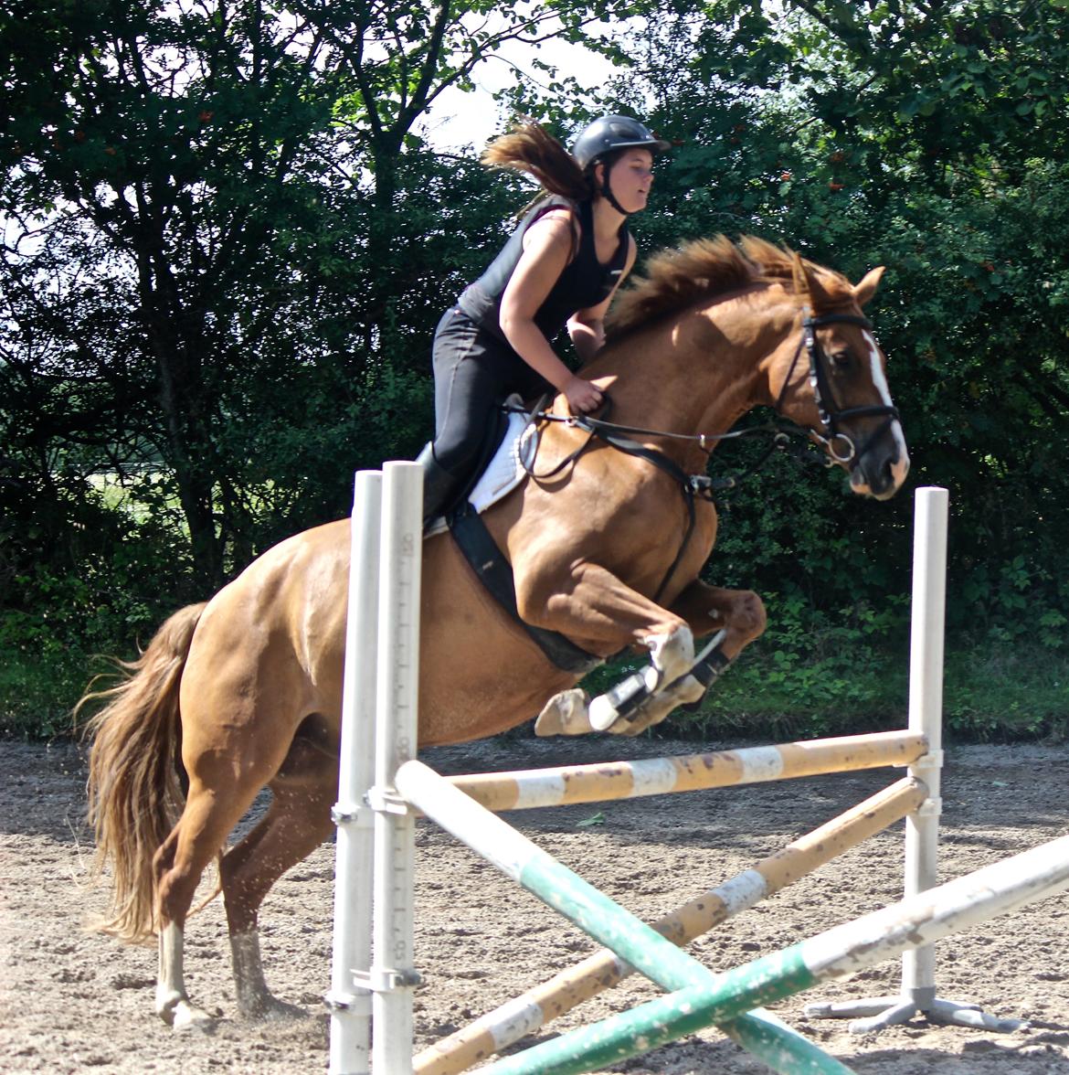 Dansk Varmblod Borregaards Camilo billede 3