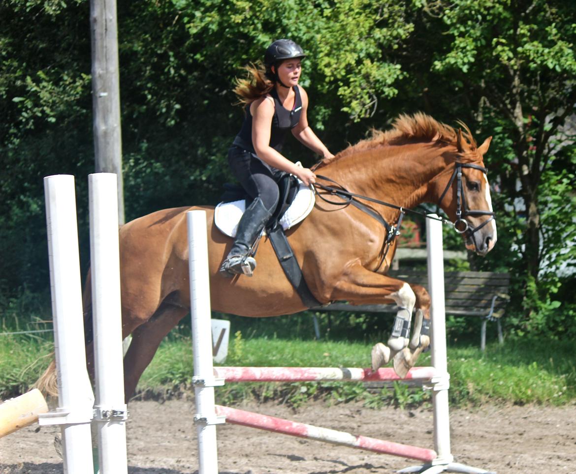 Dansk Varmblod Borregaards Camilo billede 32