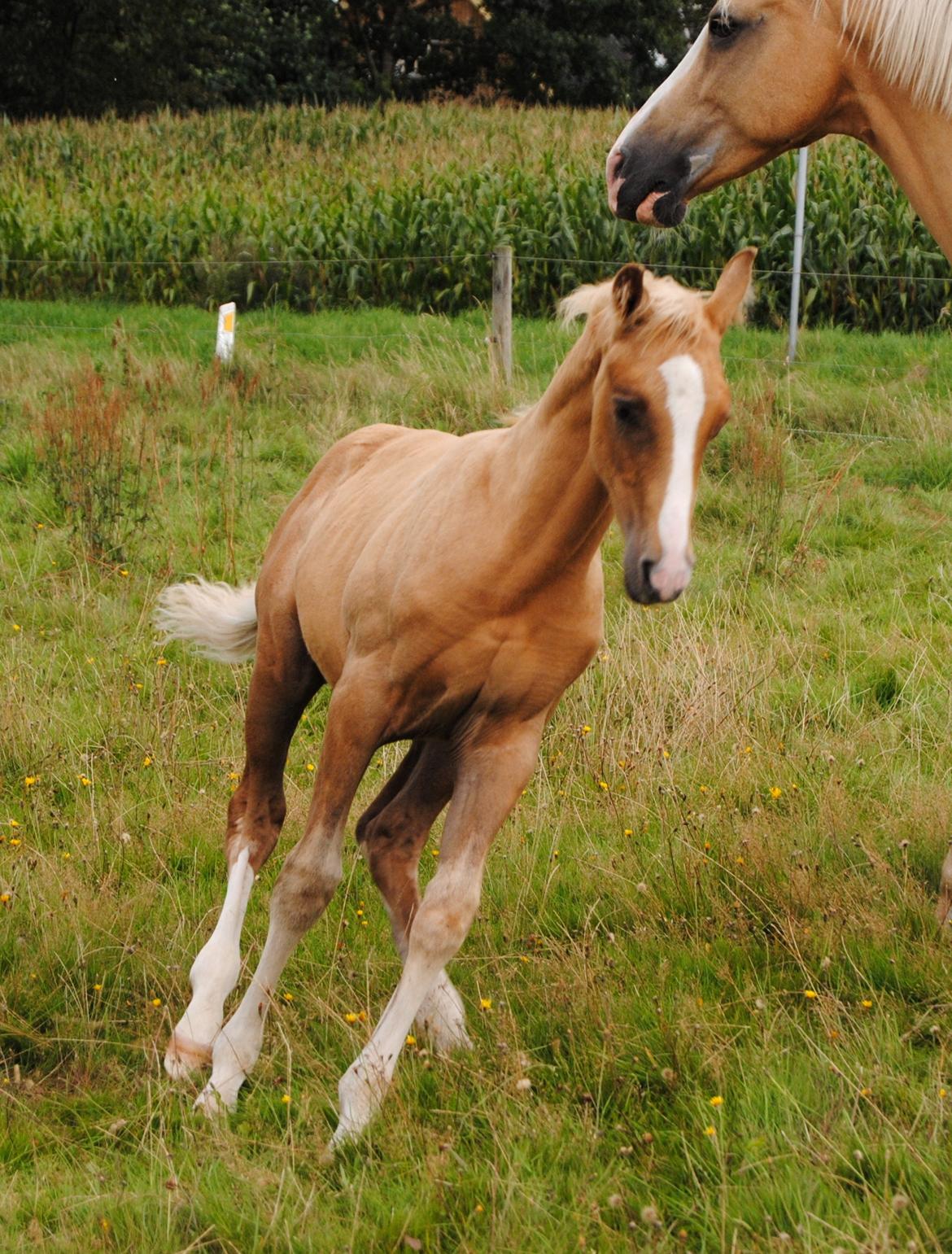 Palomino Silverline Dublét billede 13