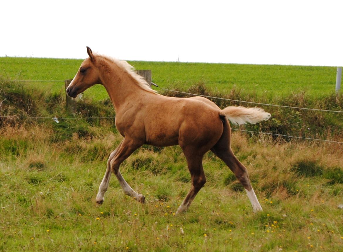 Palomino Silverline Dublét billede 17