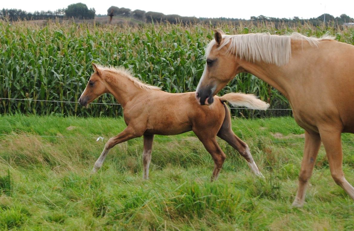 Palomino Silverline Dublét billede 14