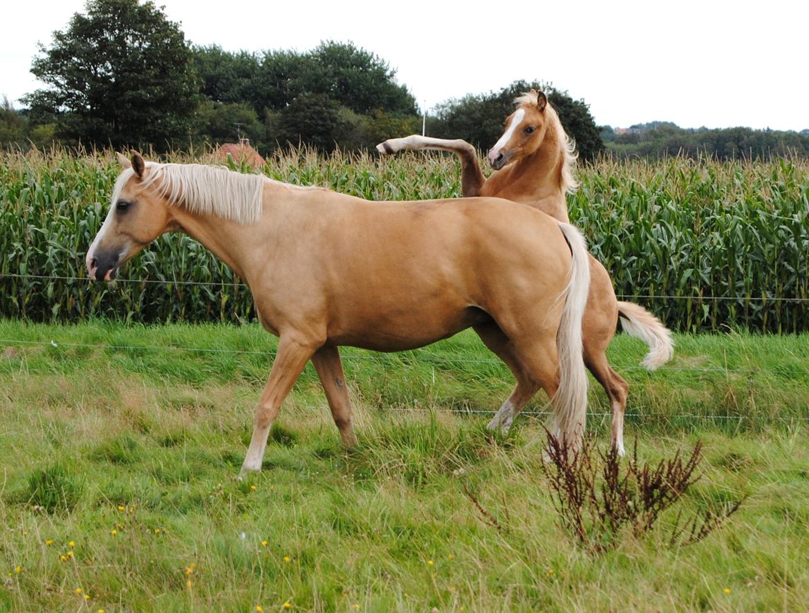 Palomino Silverline Dublét billede 15
