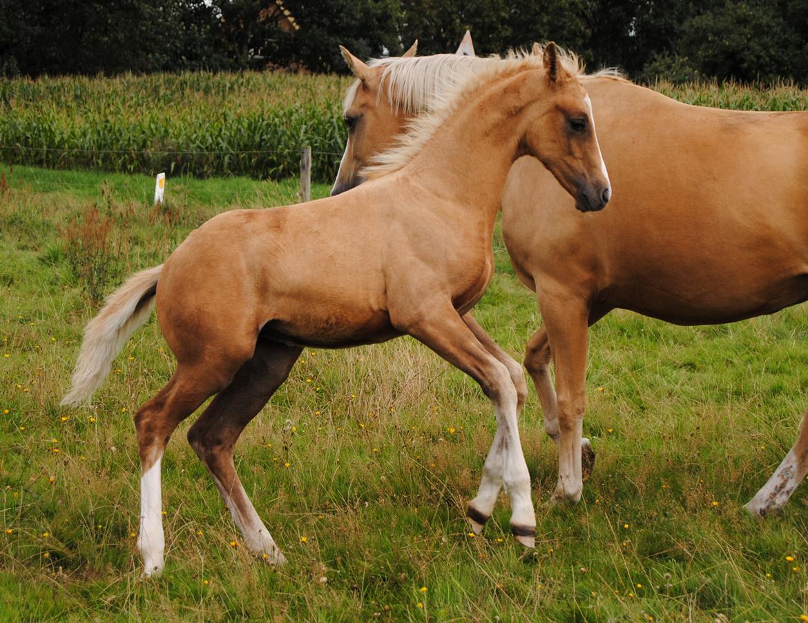 Palomino Silverline Dublét billede 16