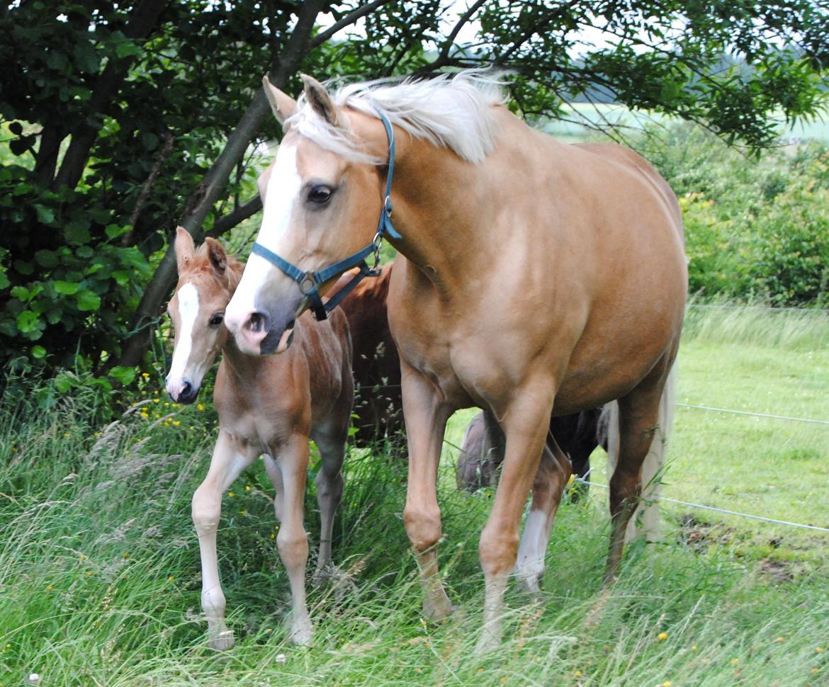 Palomino Monza's Touché billede 2