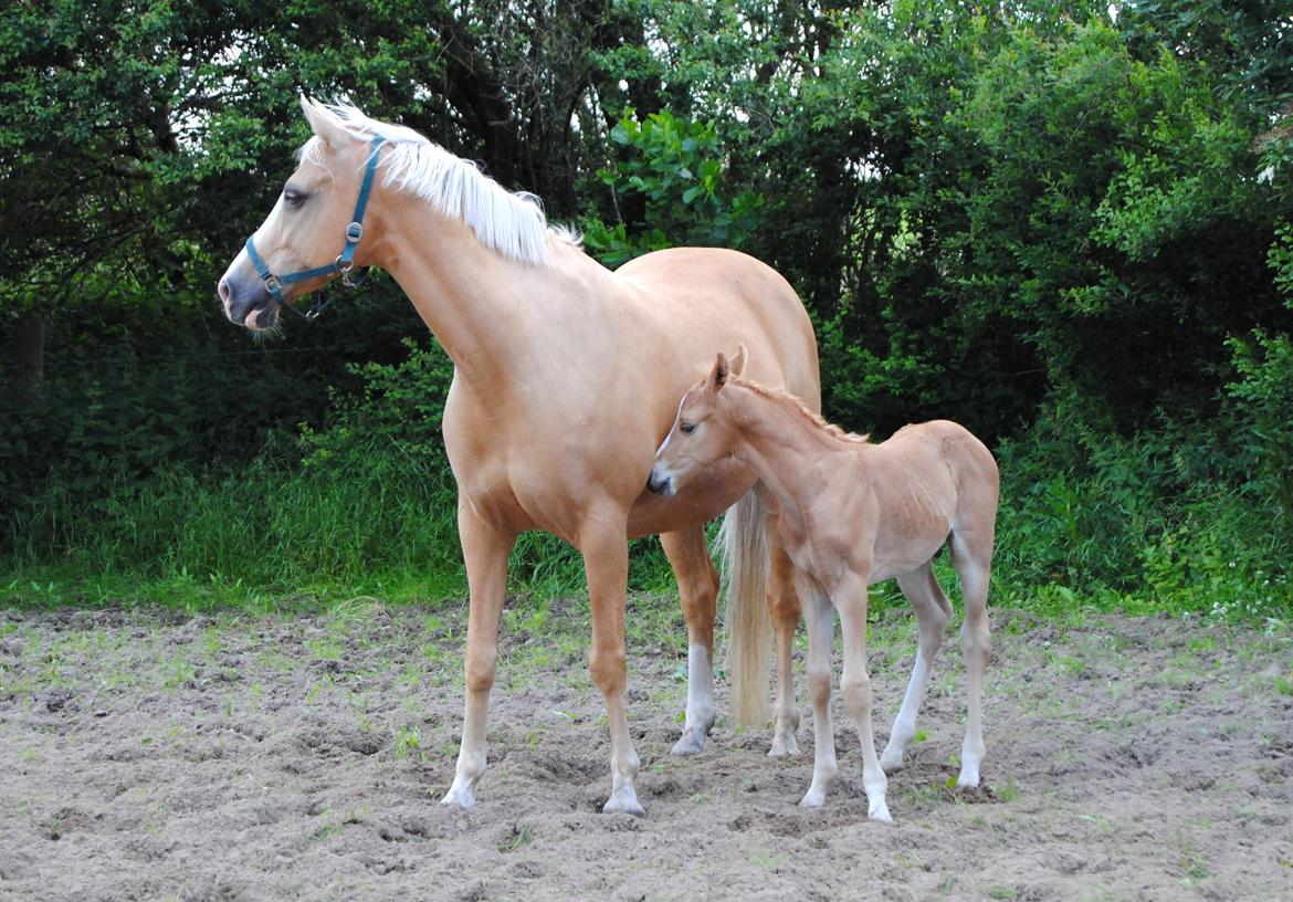 Palomino Monza's Touché billede 4