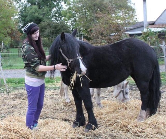 Welsh Cob (sec D) Donna (Frikadellen) billede 24