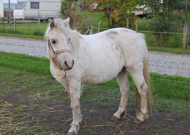 Welsh Mountain (sec A) Poulsen (Trolden) billede 36