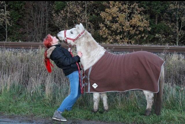 Welsh Mountain (sec A) Poulsen (Trolden) billede 50