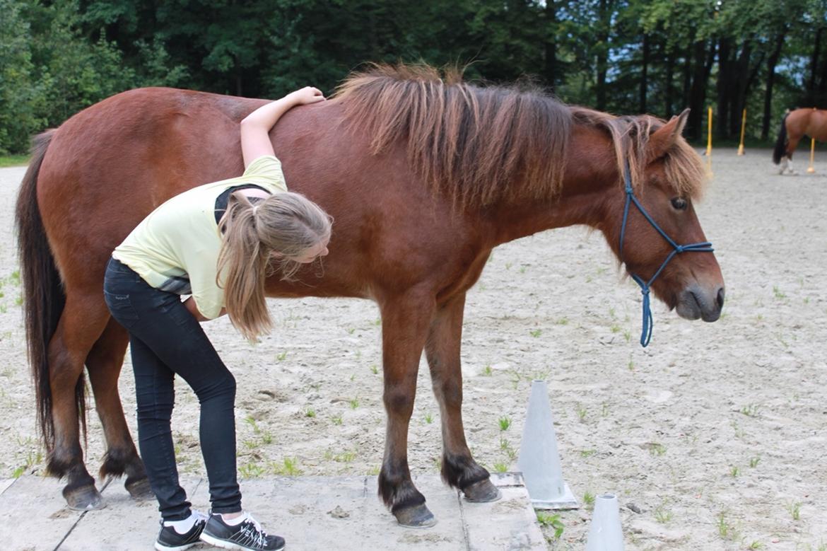 Islænder Ballerína fra Team Horse - Schweiz 2014 billede 15