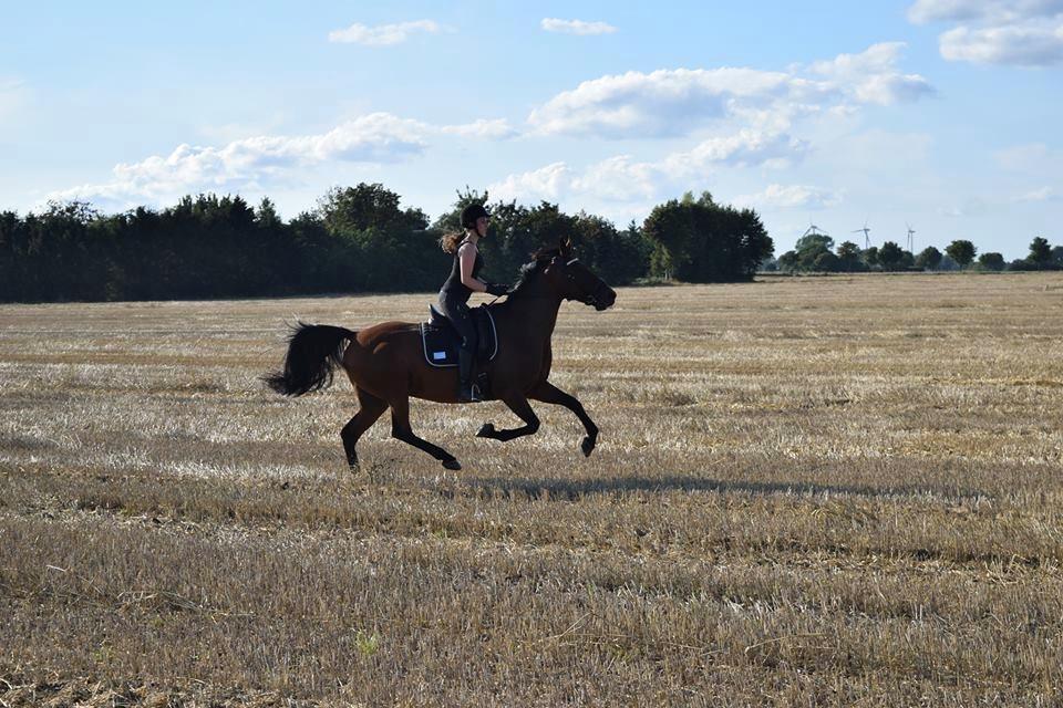 Traver Langesøs Fiona billede 12