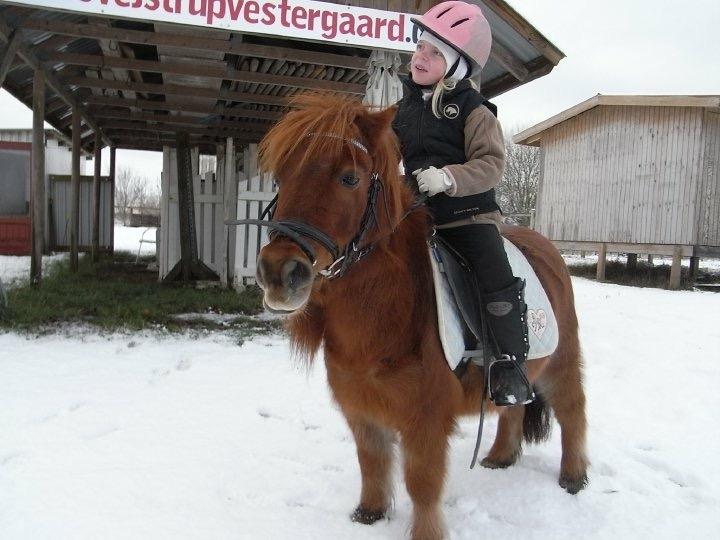 Shetlænder Olfert billede 1