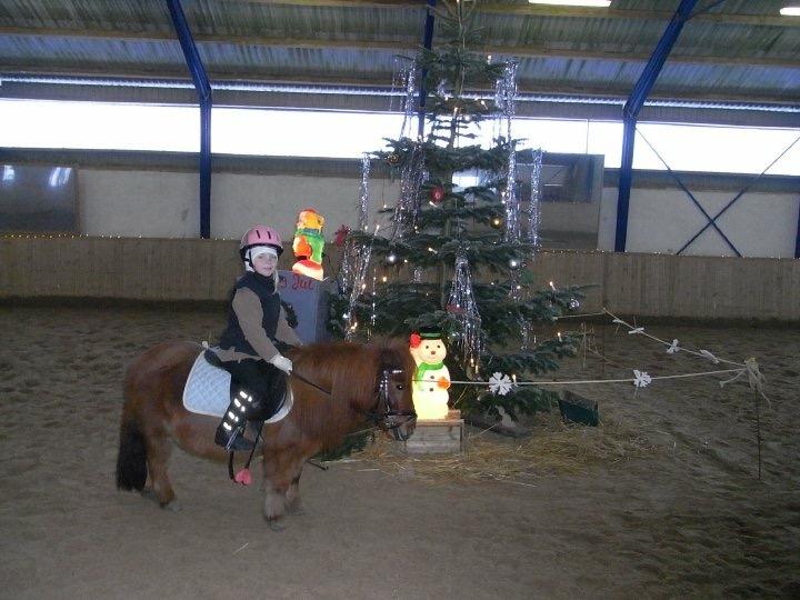 Shetlænder Olfert billede 10