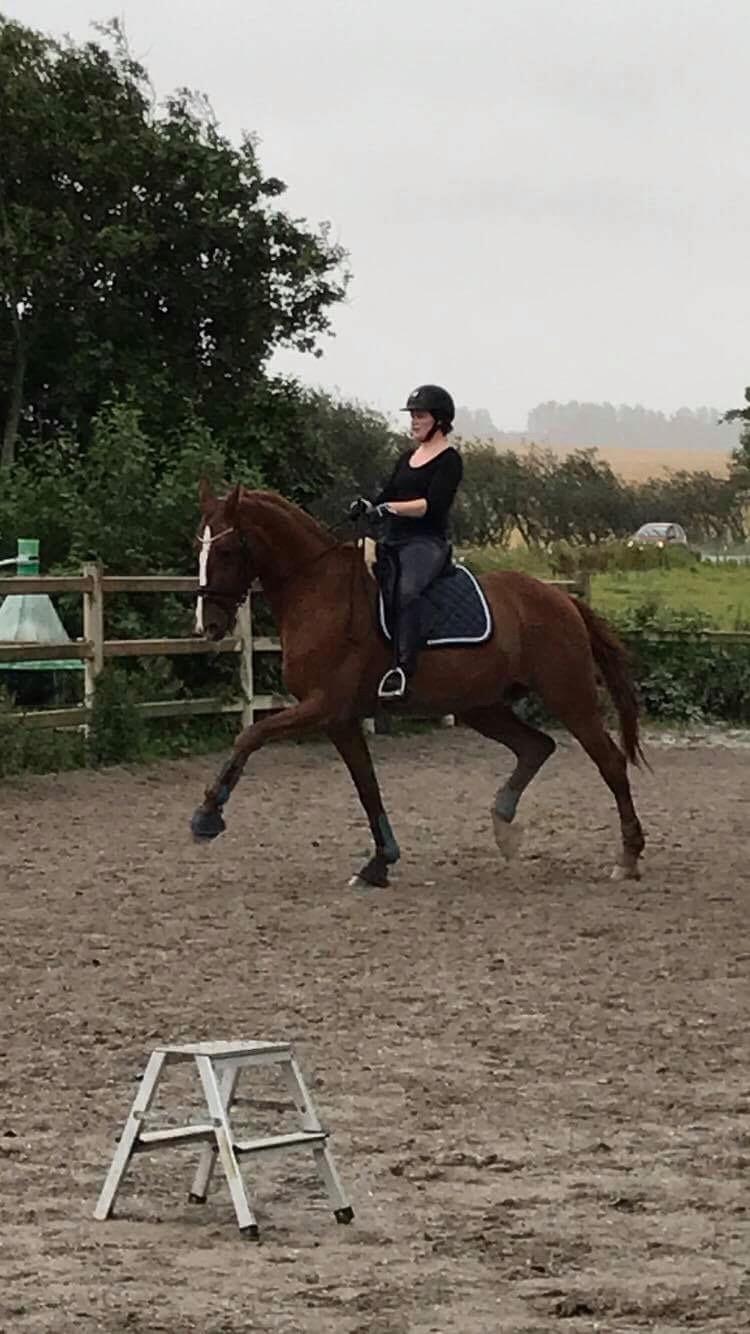 Dansk Varmblod Weltsieger - Fra træning august 2017 billede 15