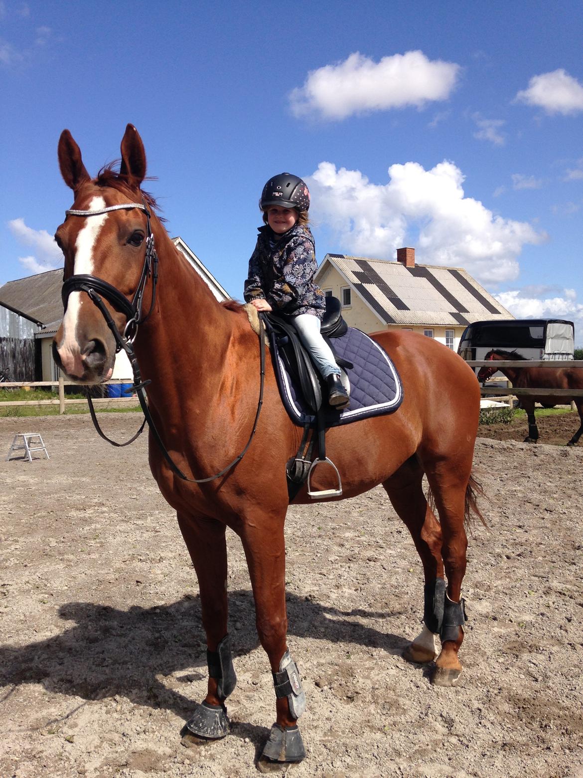 Dansk Varmblod Weltsieger - Alsidig dreng, her giver han en tur med min datter på 3 år - august 2017 billede 16