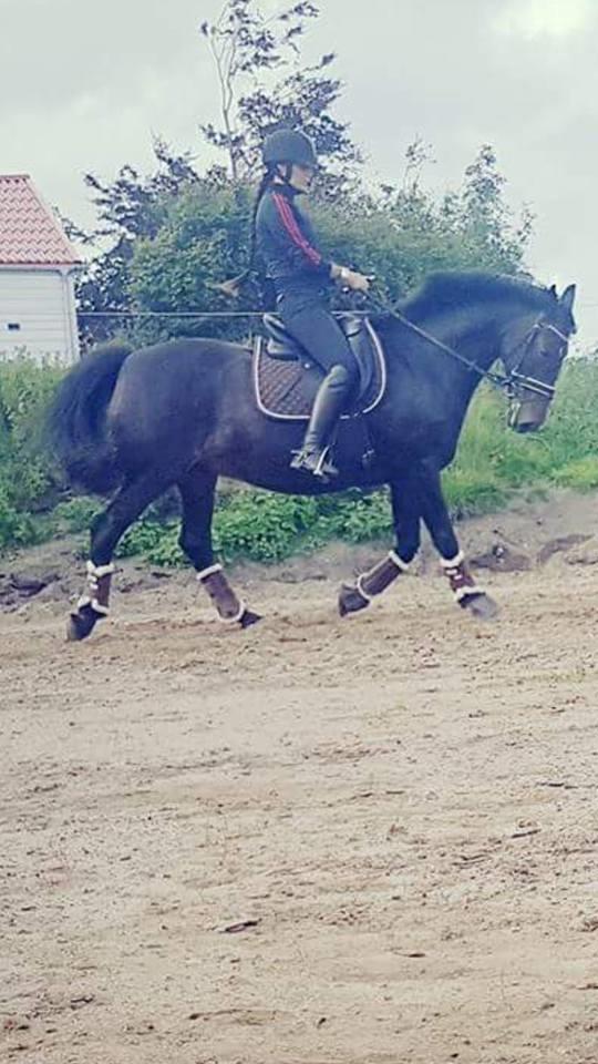 Anden særlig race DIBA VAD billede 28