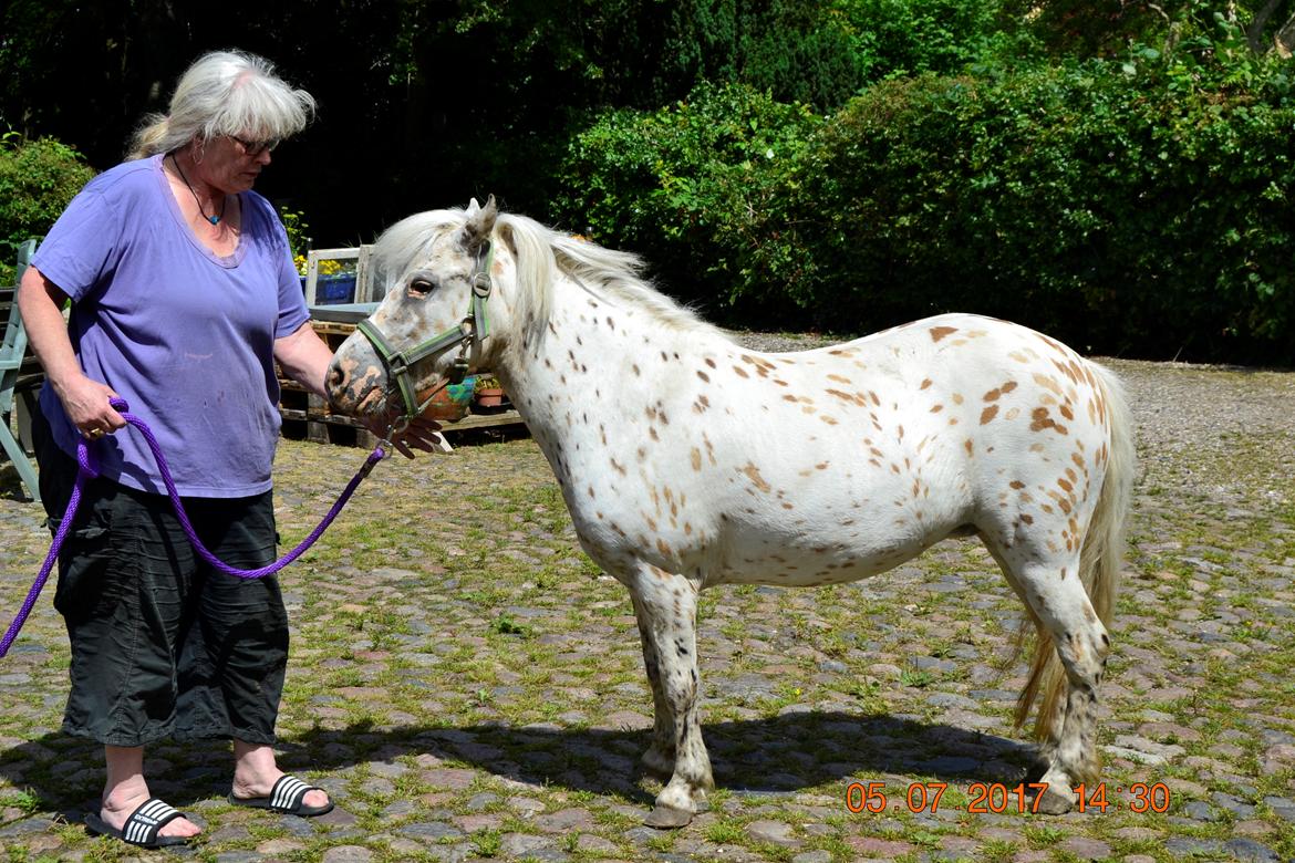 Knabstrupper Makaya billede 12