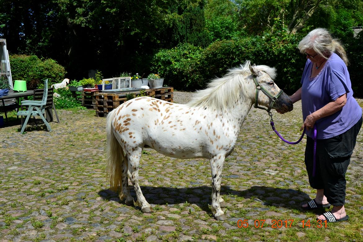 Knabstrupper Makaya billede 14