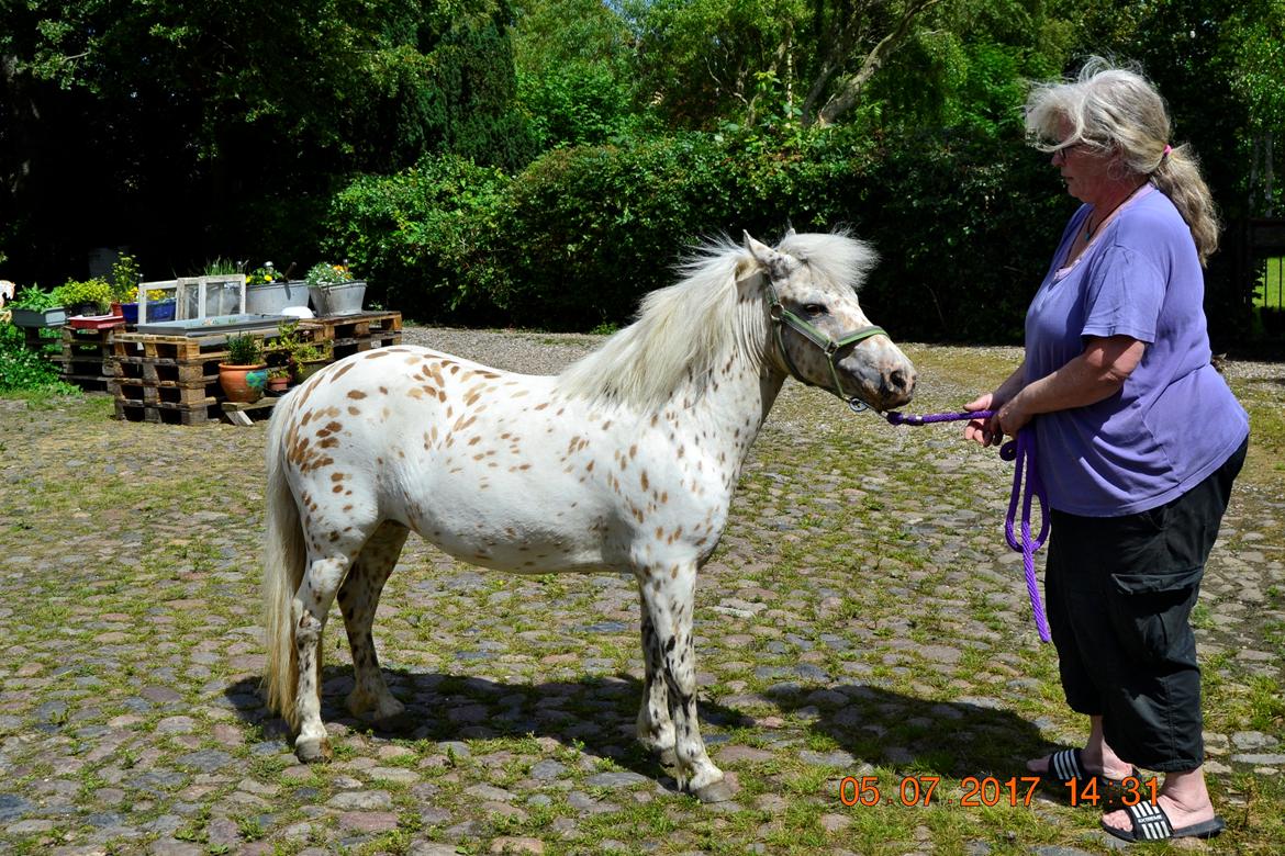 Knabstrupper Makaya billede 13