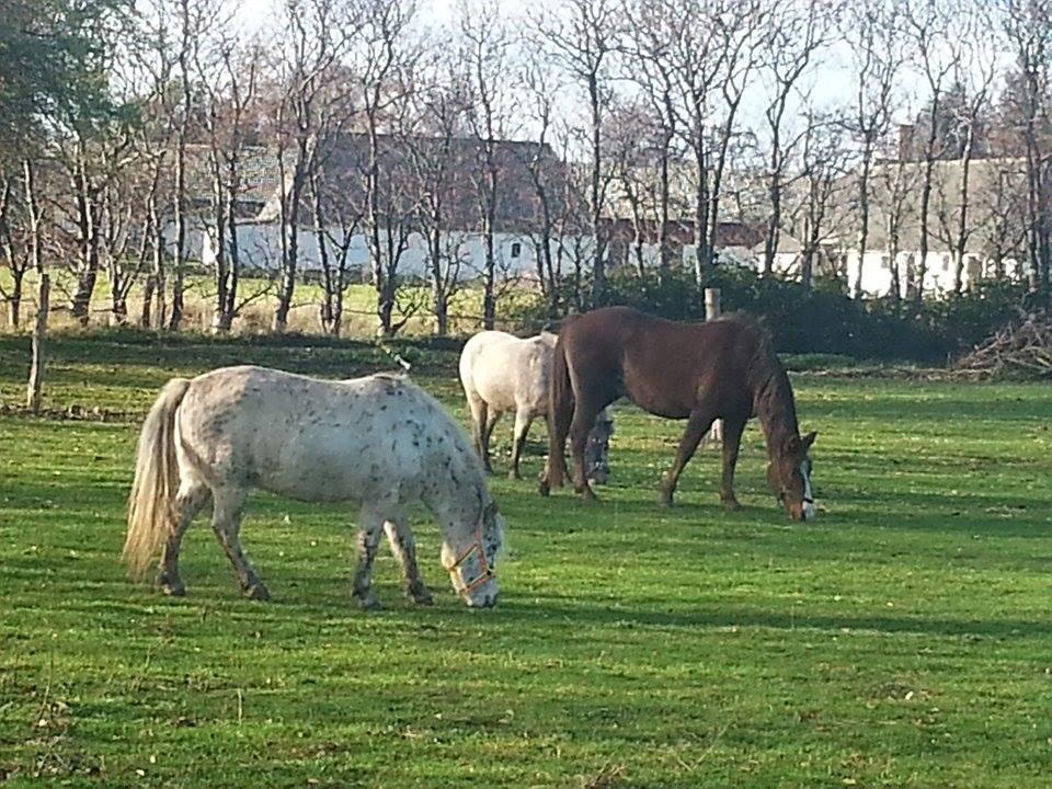 Knabstrupper Makaya billede 15