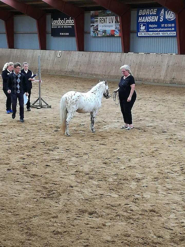 Knabstrupper Makaya billede 17