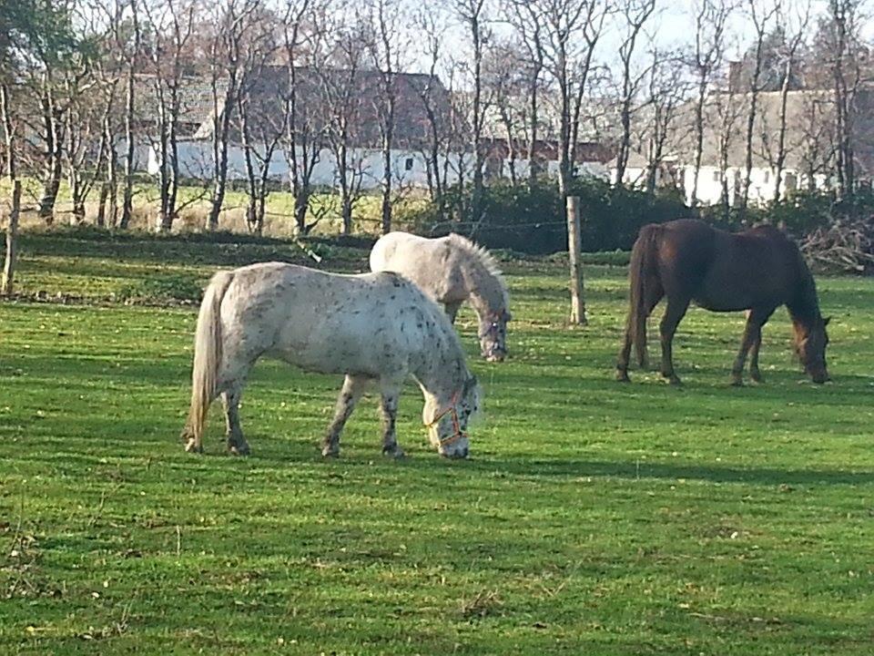 Knabstrupper Makaya billede 16