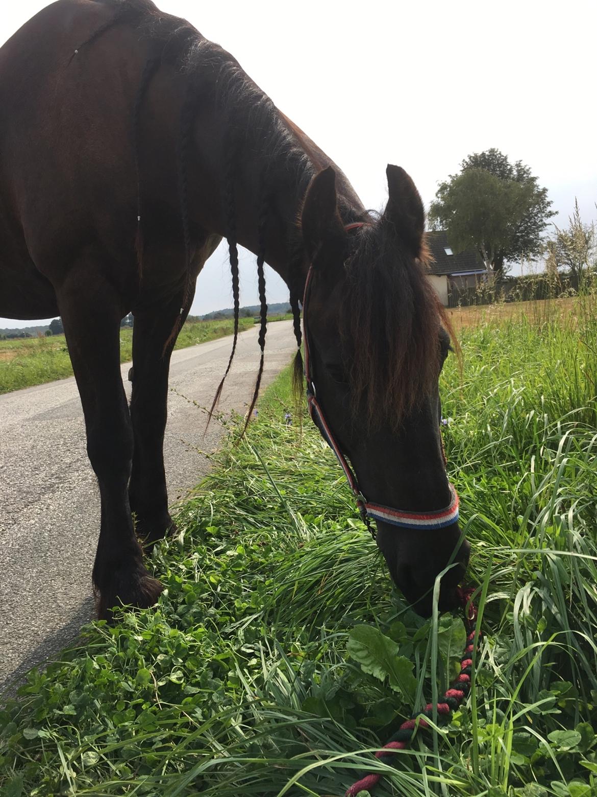 Frieser Barik billede 40