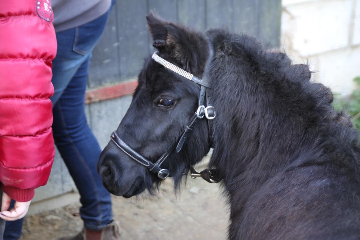 Shetlænder Fluffy bint Fighter billede 1