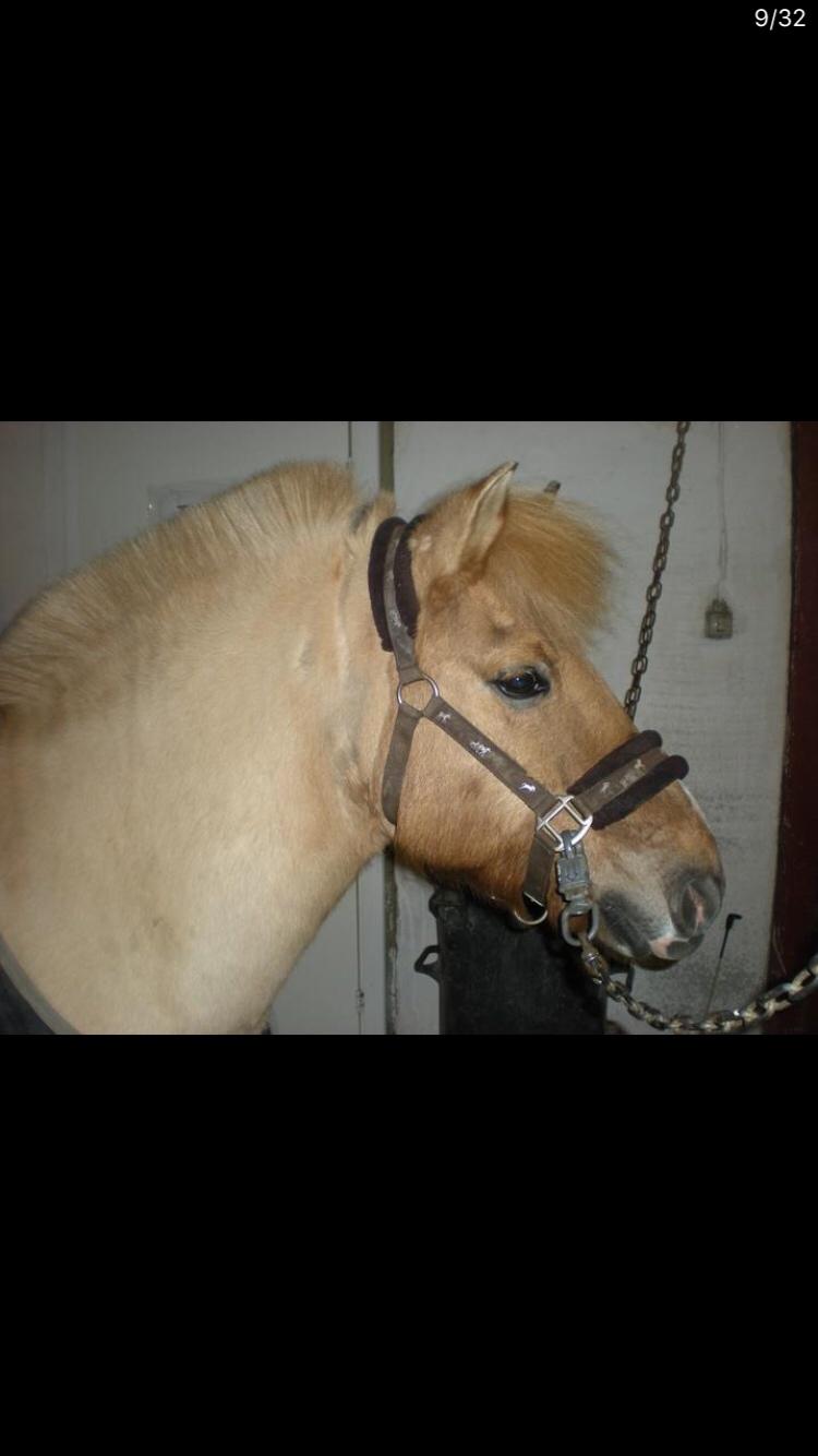 Anden særlig race Frederik billede 1