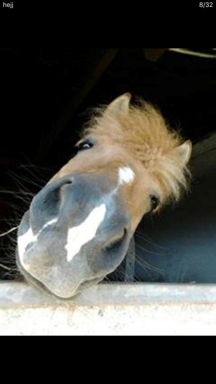 Anden særlig race Frederik billede 2