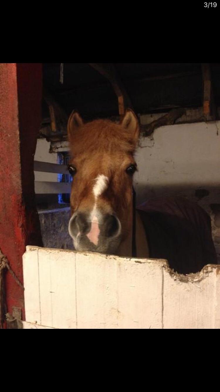 Anden særlig race Frederik billede 3