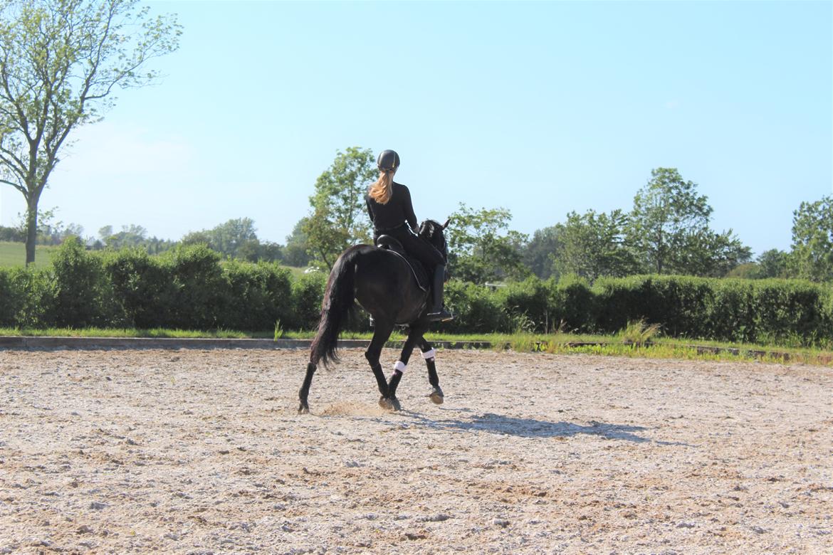 Dansk Varmblod Villumhøjs Lady Super Dancer billede 12