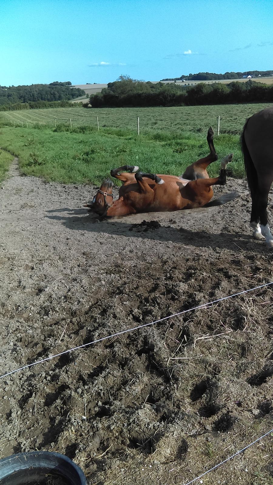 Traver Return Sujaki - Baby billede 11