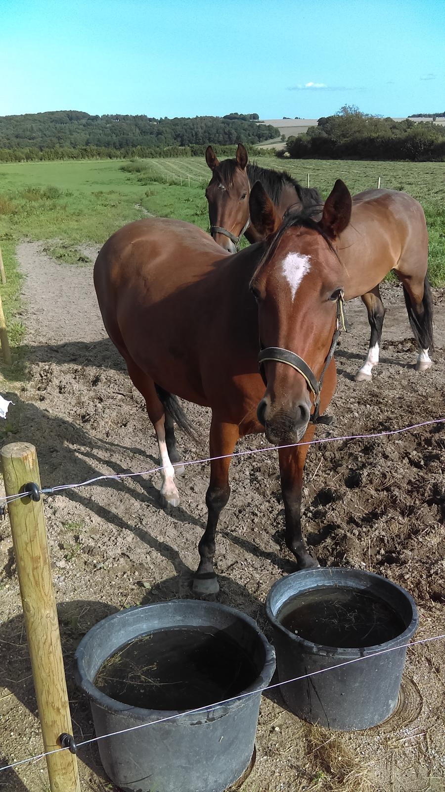 Traver Return Sujaki - Baby billede 12