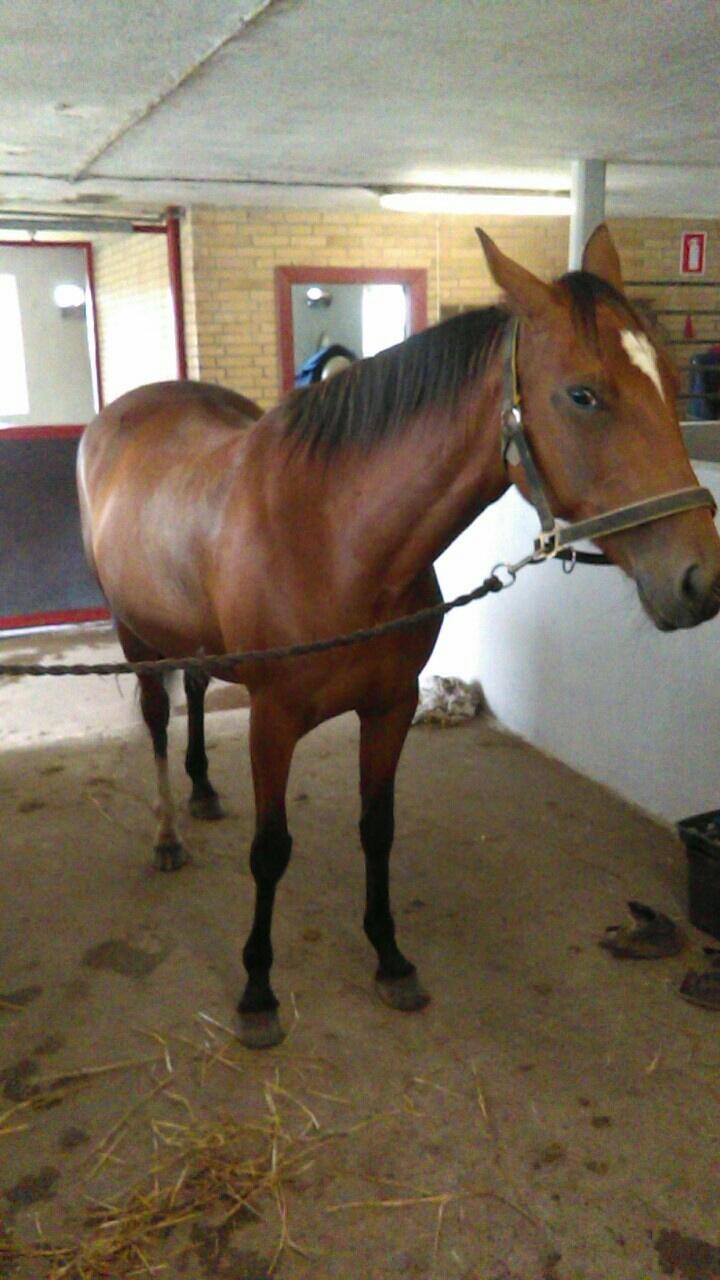 Traver Return Sujaki - Baby billede 13