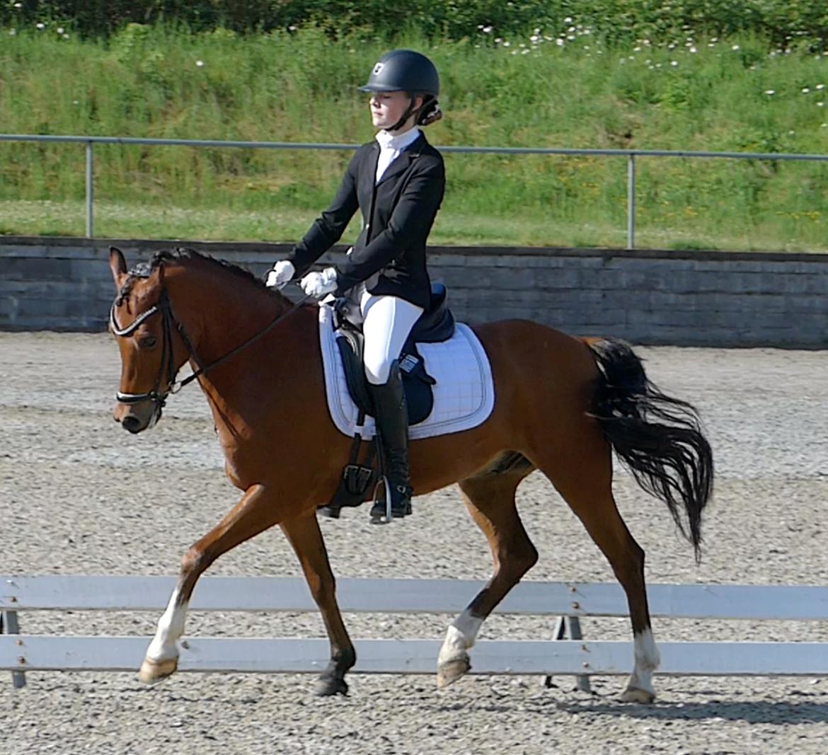 Anden særlig race Steven Seagal (Baby Drengen) billede 9