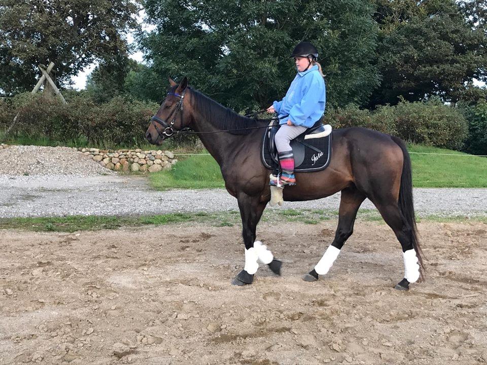 Fuldblod (XX) Jutu ‘solgt’ - 26-08-17 billede 14