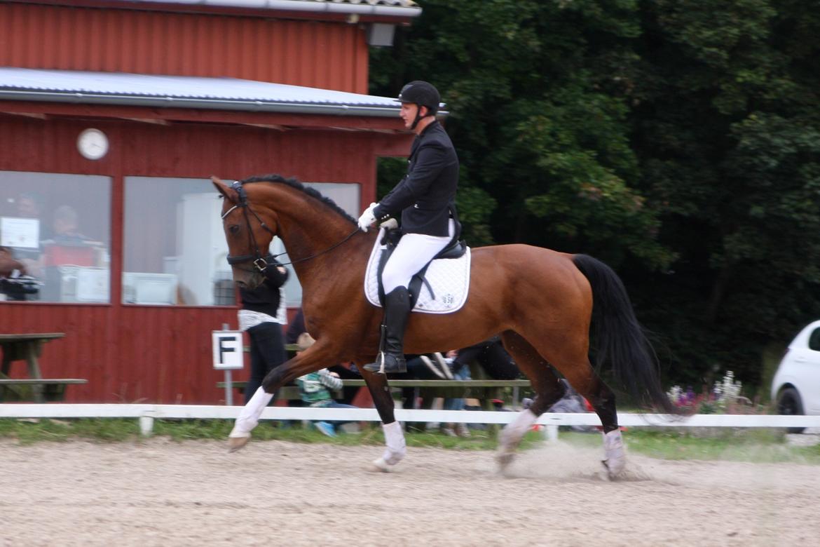 Dansk Varmblod Sky Ebony *Udlånt* billede 2