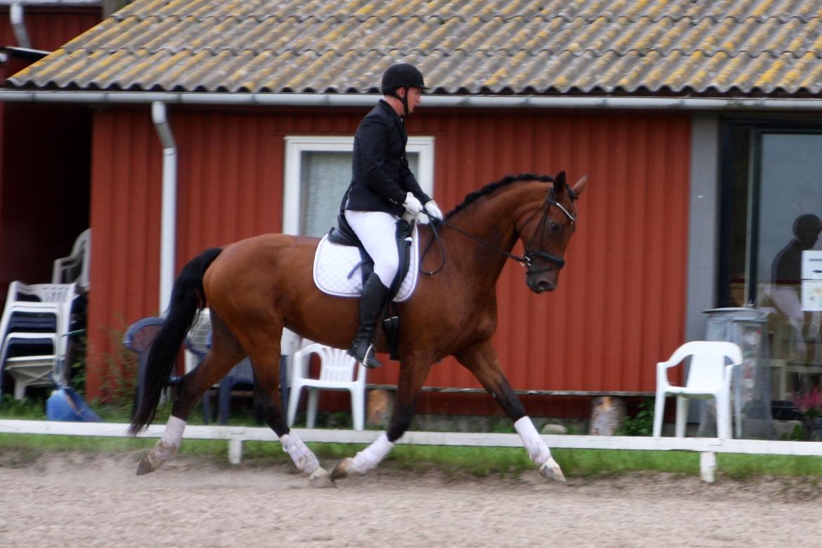 Dansk Varmblod Sky Ebony *Udlånt* billede 3