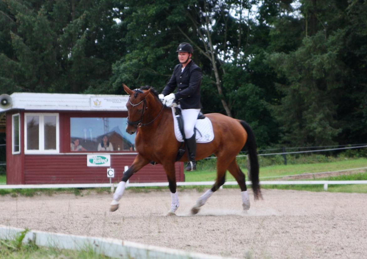 Dansk Varmblod Sky Ebony *Udlånt* billede 4