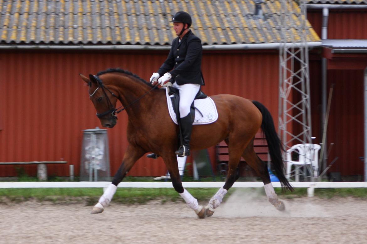 Dansk Varmblod Sky Ebony *Udlånt* billede 6