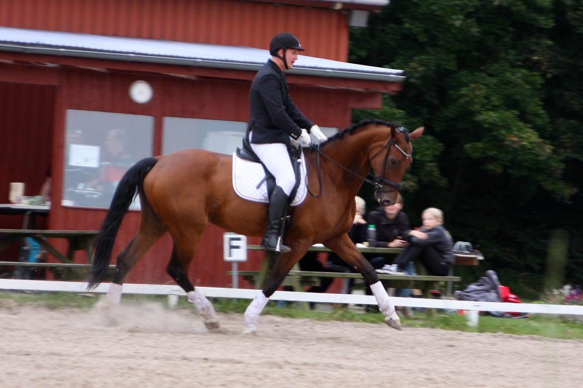 Dansk Varmblod Sky Ebony *Udlånt* billede 7