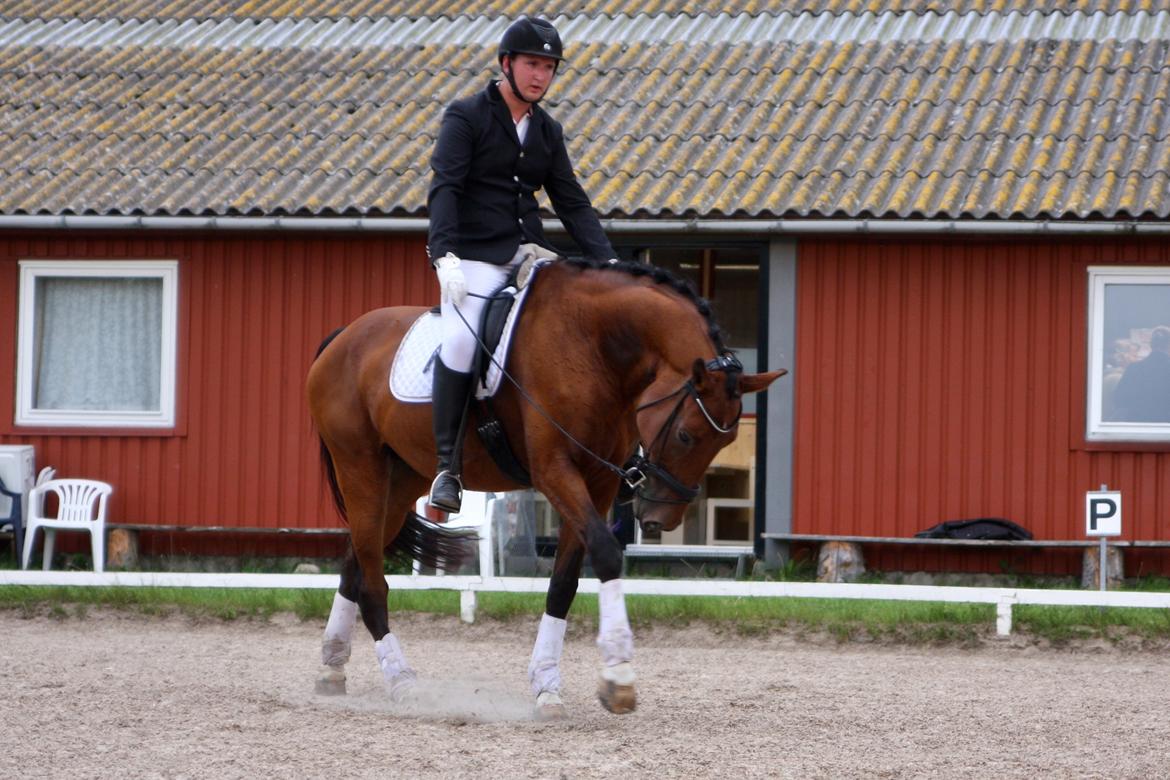 Dansk Varmblod Sky Ebony *Udlånt* billede 10